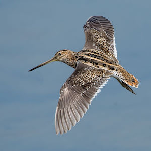 Snipe image